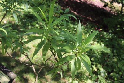 Chitalpa tashkentensis - chitalpa - olistění